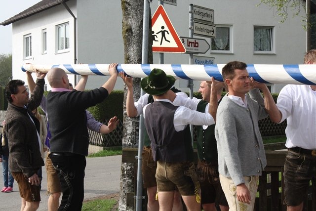 Maibaum 2013